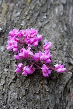 Blossoms Stock Photos
