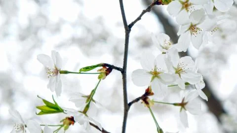 Blossoms Stock-Fotos