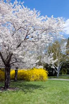 Blossoms Stock Photos