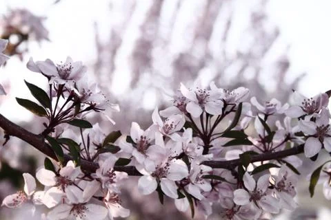 Blossoms Stock Photos