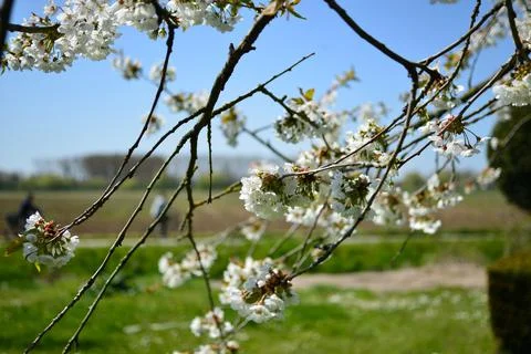 Blossoms Stock Photos