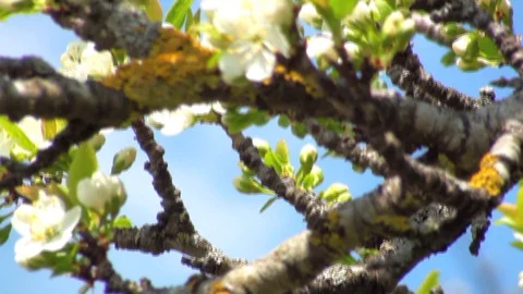 Blossoms of a plum tree Stock Footage 85686076