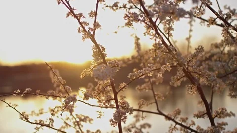 Blossoms by a Pond Stock Footage 73900756