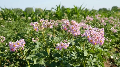 Blossoms of potato Stock Footage 7136106