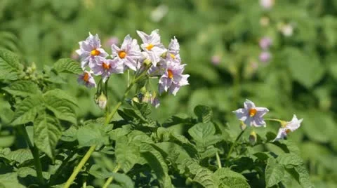 Blossoms of potato Stock Footage 11286052