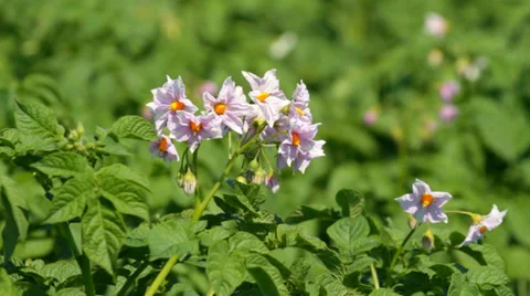 Blossoms of Potato Video stock 36298332