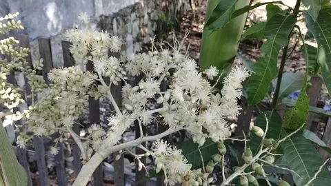 Blossoms of Pure White Stock Footage 288729066