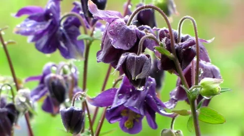Blossoms in the rain Stock Footage 729199