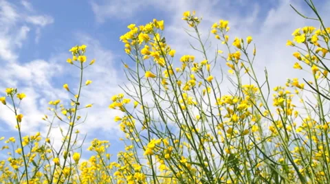Blossoms of Rapeseed on the blue sky Stock-Footage 46734904