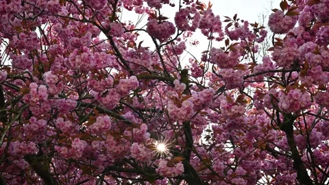 Blossoms of sakura against backdrop of clear blue sky and radiant glow of sun. Stock-Footage 273482437