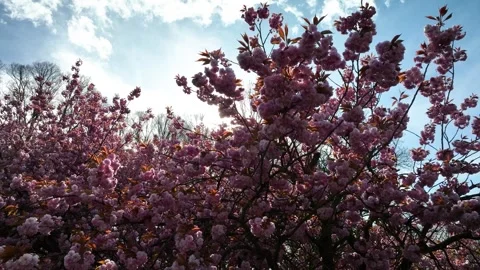 Blossoms of sakura against backdrop of clear blue sky and radiant glow of sun. Stock Footage 273775950