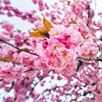 Blossoms of sakura tree Stock Photos