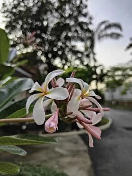 Blossoms of Serenity Stock Photos
