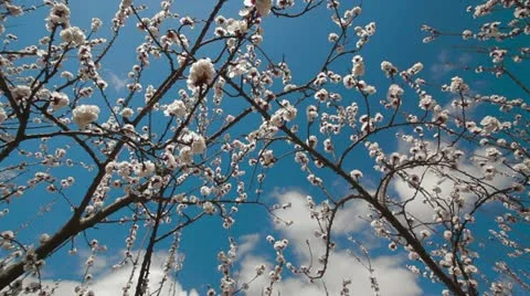 Blossoms in the sky Stock Footage 10842155