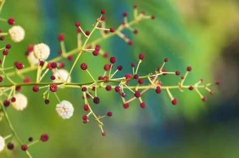 Blossoms in spring in bright sunlight. Selective focus and blurred background. Stock Photos