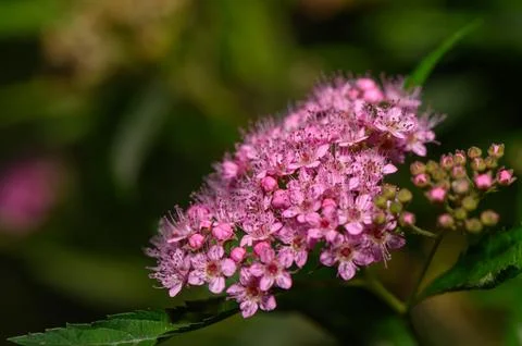 Blossoms of spring bring joy and color to the garden with delicate pink flo.. Stock Photos
