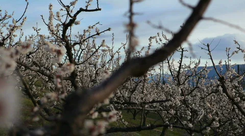 Blossoms in Spring Stock-Footage 707267