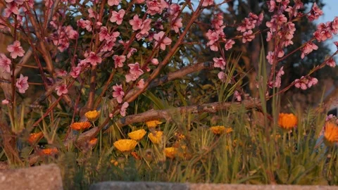 Blossoms of spring Stock Footage 270987414