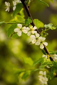 Blossoms of Spring Foto stock