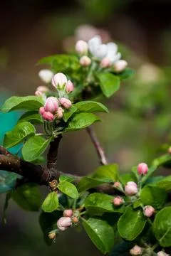 Blossoms of Spring 스톡 사진