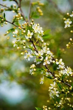 Blossoms of Spring Фото