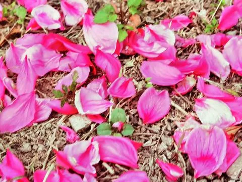Blossoms of Spring Stock-Fotos