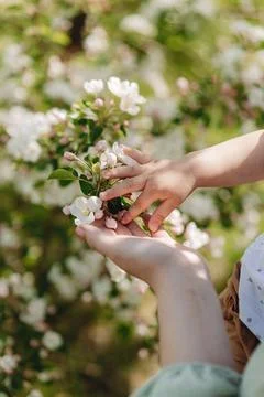 Blossoms of Spring Stock-Fotos