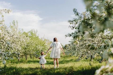 Blossoms of Spring Stock Photos