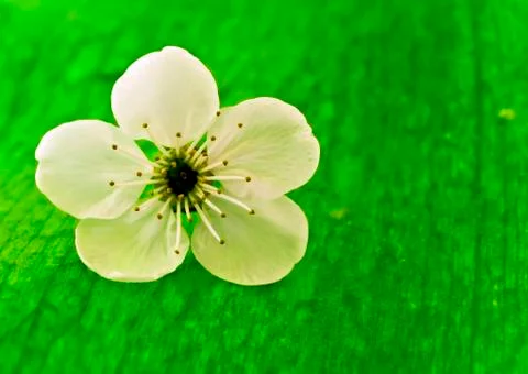 Blossoms spring tree cherry Stock Photos