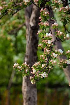 Blossoms of Spring in Vienna Foto stock