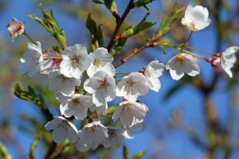 Blossoms in sprng Stock Photos