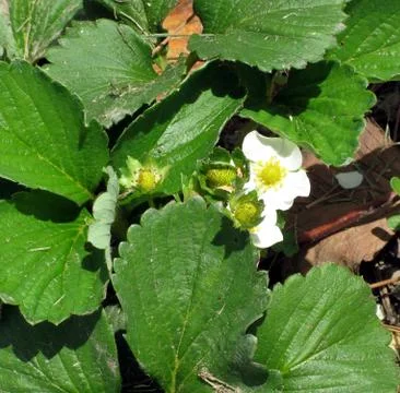 Blossoms of strawberry Stock Photos