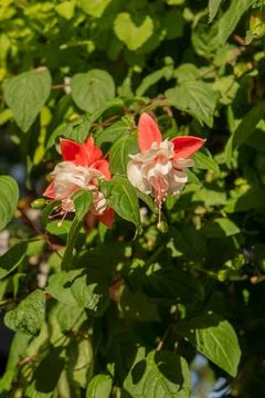 Blossoms in the sunlight Stock Photos