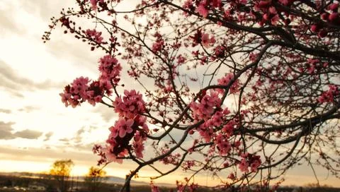 Blossoms at Sunset Stock Photos