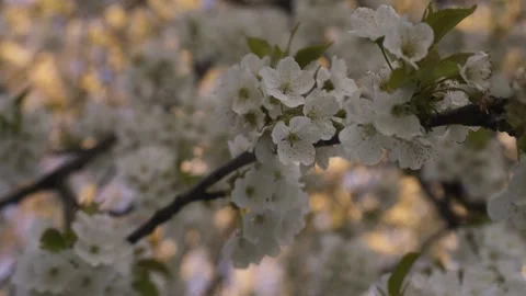Blossoms, tree branches with white flowers. Beautiful spring, the trees are b Stock Footage 130216309