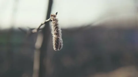 Blossoms tree bud catkin flowering Stockbeeldmateriaal 152979183