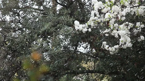 Blossoms from tree fall like snow Stock Footage 61499484
