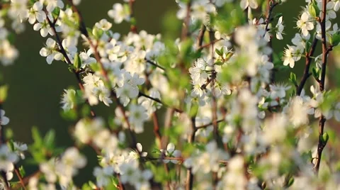 Blossoms on tree Stock Footage 49251829