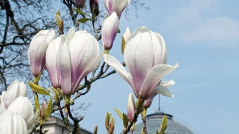 Blossoms of a tree with a historical building in the background Stock Footage 164313349