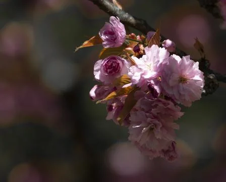 Blossoms on a tree in the park Stock Photos
