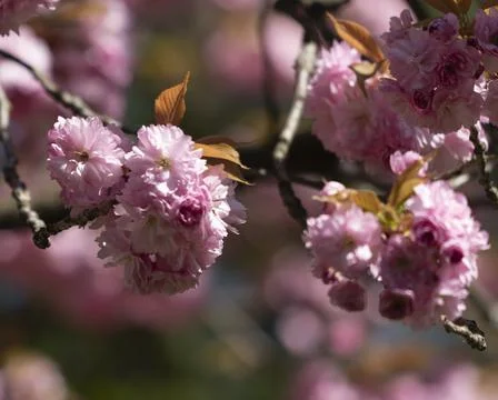 Blossoms on a tree in the park Stock Photos