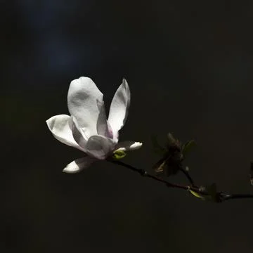 Blossoms on a tree in the park Stock Photos