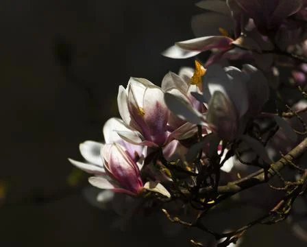 Blossoms on a tree in the park Stock Photos