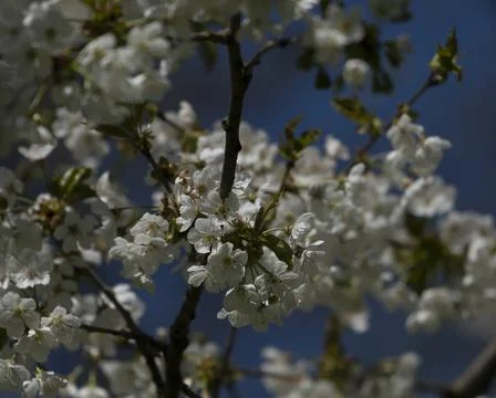 Blossoms on a tree in the park Stock Photos