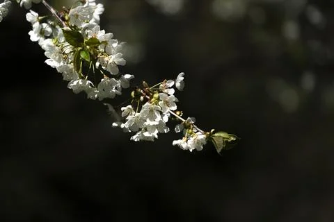 Blossoms on a tree in the park Stock Photos
