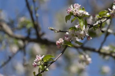 Blossoms on a tree in the park Stock Photos