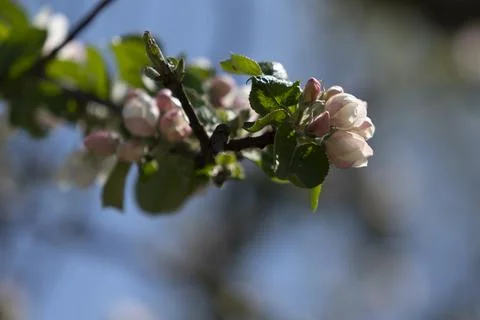 Blossoms on a tree in the park Stock Photos