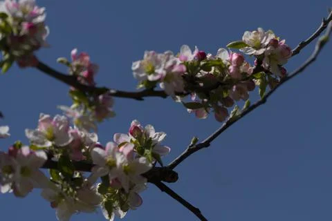 Blossoms on a tree in the park Stock Photos