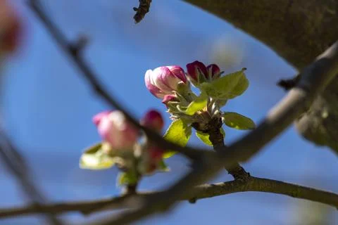 Blossoms on a tree in the park Stock Photos