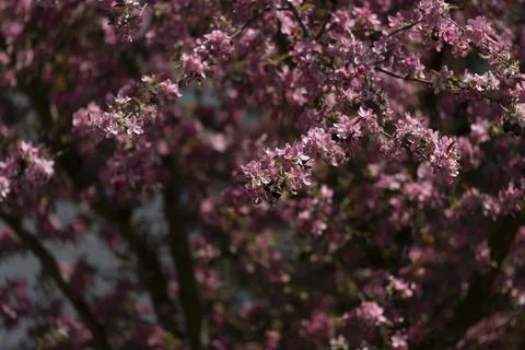 Blossoms on a tree in the park Stock Photos